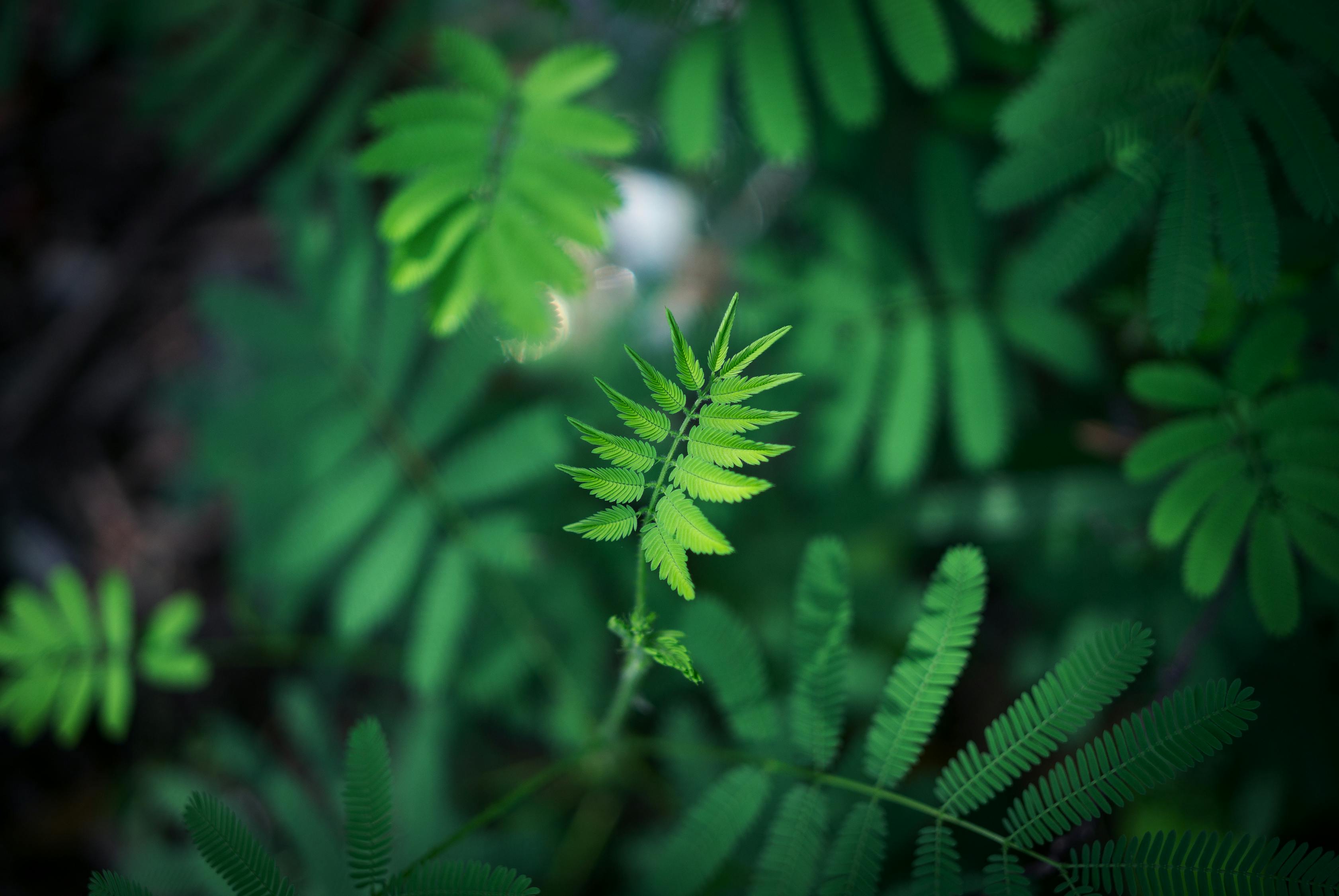 小暑，静待盛夏的来临