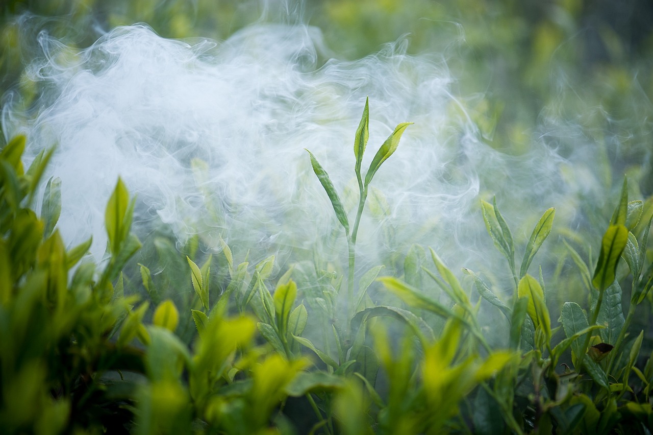 安吉最新白茶山转让，探索茶产业新机遇的门户