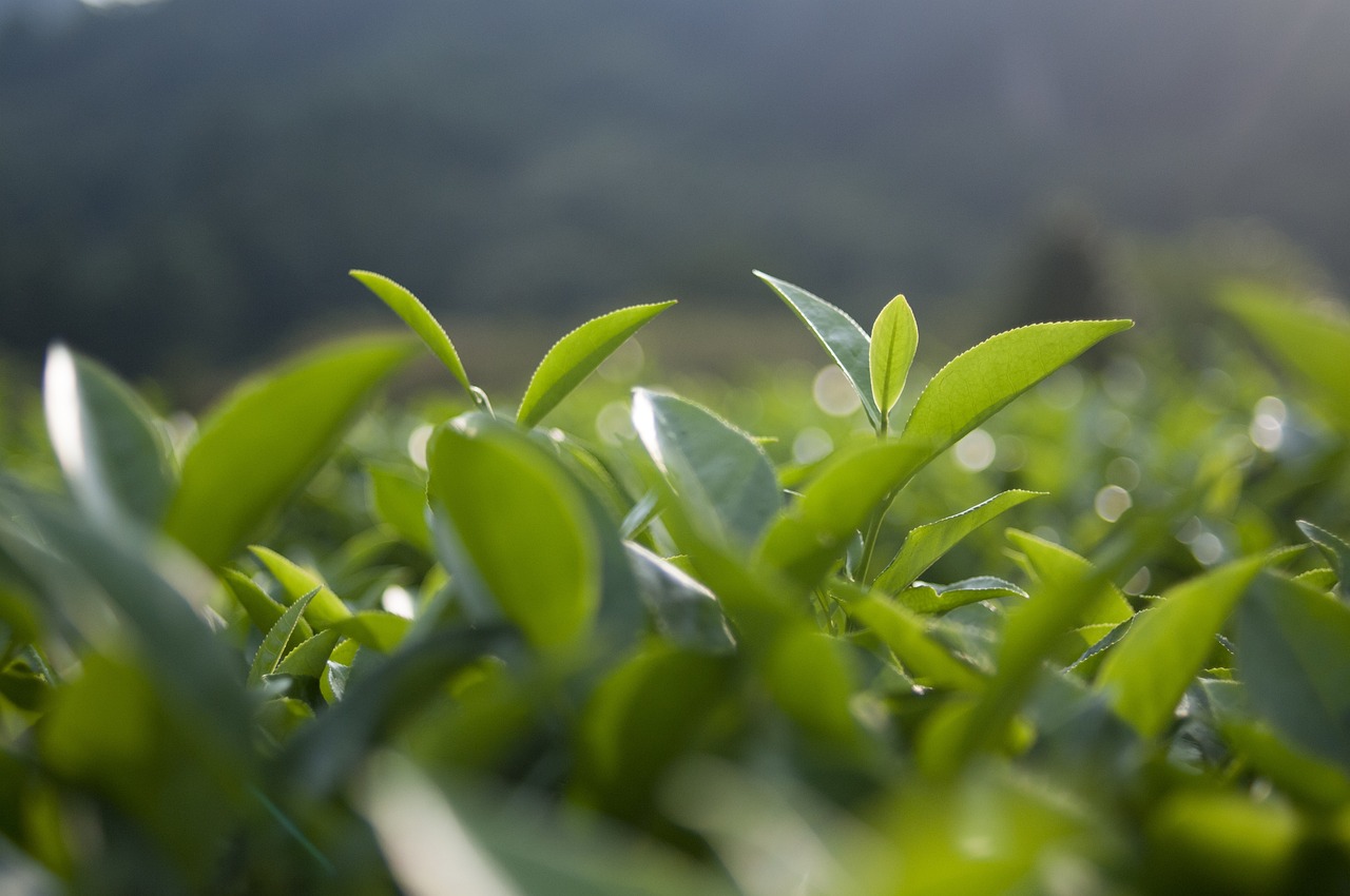 青花椒最新价格行情及分析