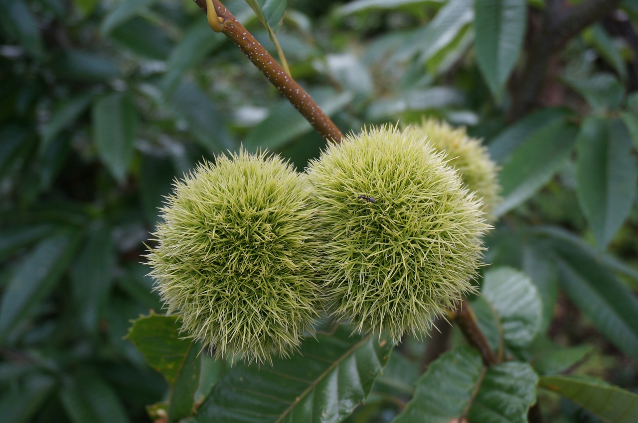 栗子成熟与上市季节探索，栗子的季节与几月份上市揭秘